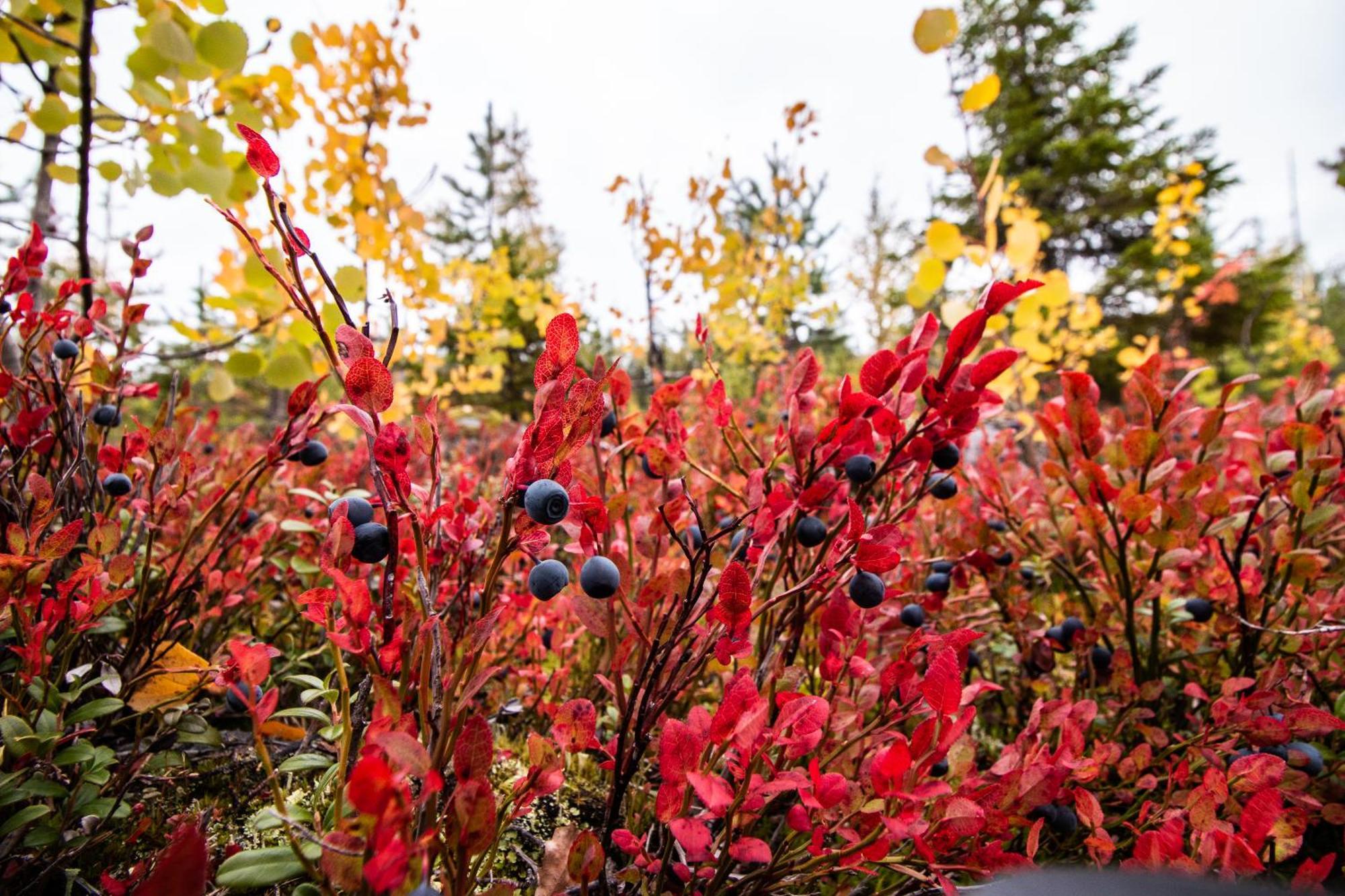 Blueberry Lodge 5 Personnes Mjolan Exteriér fotografie