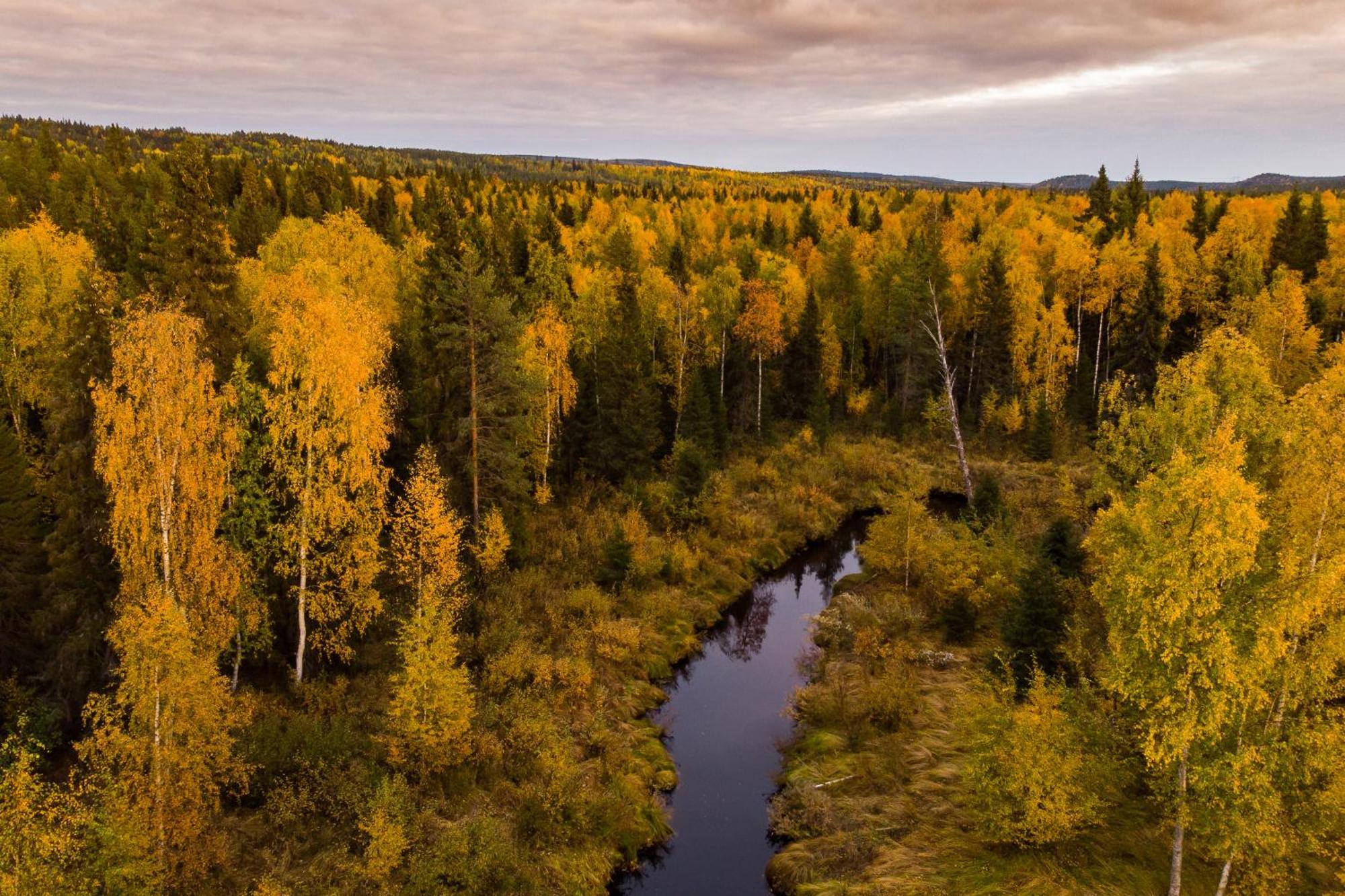 Blueberry Lodge 5 Personnes Mjolan Exteriér fotografie